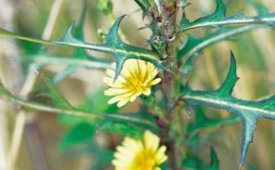 Lactuca indica 鵝仔草