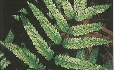 Pteris wulaiensis 烏來鳳尾蕨