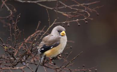 Eophona migratoria migratoria Hartert, 1903 小桑鳲