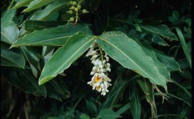 Alpinia zerumbet 月桃