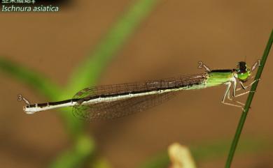 Ischnura asiatica Brauer, 1865 亞東細蟌