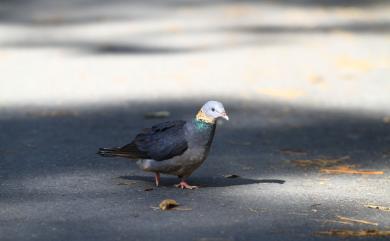 Columba pulchricollis Blyth, 1846 灰林鴿