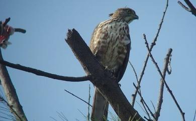Accipiter trivirgatus formosae Mayr, 1949 鳳頭蒼鷹