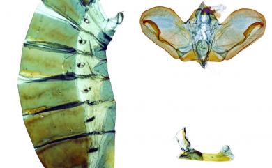 Papilio bianor kotoensis Sonan, 1927 翠鳳蝶蘭嶼亞種