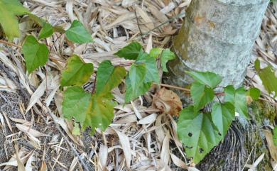 Vitis flexuosa 光葉葡萄