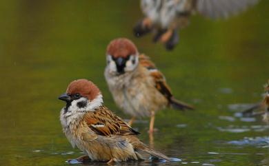 Passer montanus saturatus 麻雀