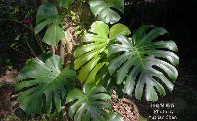 Monstera deliciosa Liebm. 龜背芋