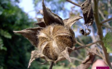 Hibiscus taiwanensis 山芙蓉