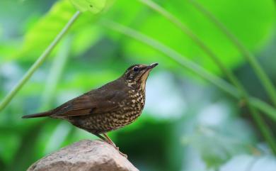 Geokichla sibirica davisoni (Hume, 1877) 白眉地鶇(日本亞種)