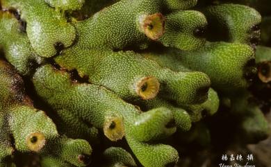 Marchantia paleacea subsp. paleacea 粗裂地錢