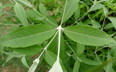Buddleja asiatica Lour. 揚波