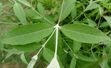 Buddleja asiatica 揚波