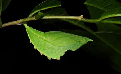 Timelaea albescens formosana Fruhstorfer, 1908 白裳貓蛺蝶