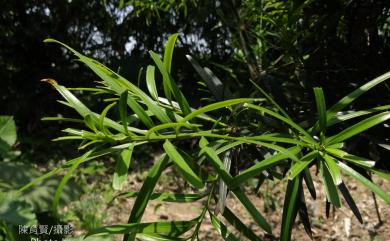 Podocarpus macrophyllus var. maki Siebold & Zucc. 小葉羅漢松