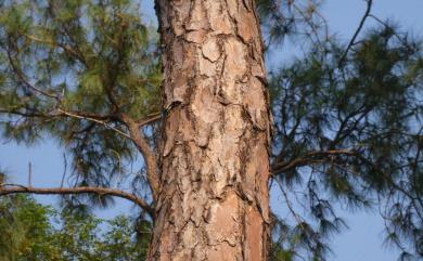 Pinus massoniana D. Don 馬尾松