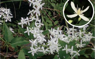 Clematis chinensis var. chinensis Osbeck 威靈仙