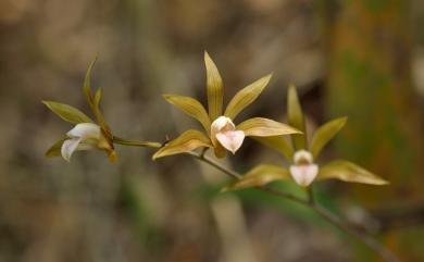 Tainia penangiana 綠花安蘭