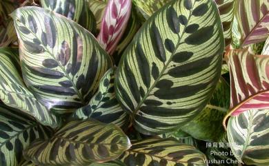 Calathea makoyana É.Morren 孔雀竹芋