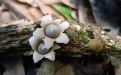 Geastrum mirabile Mont. 木生地星