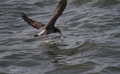 Larus crassirostris Vieillot, 1818 黑尾鷗