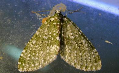 Trichopterigia nivocellata (Bastelberger, 1911) 白點洱尺蛾