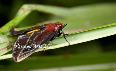 Toccolosida rubriceps Walker, 1863 朱碩螟