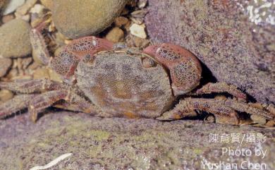 Hemigrapsus sanguineus (De Haan, 1835) 肉球近方蟹