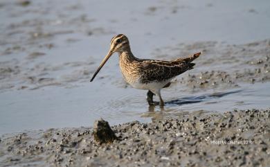 Gallinago gallinago gallinago (Linnaeus, 1758) 田鷸