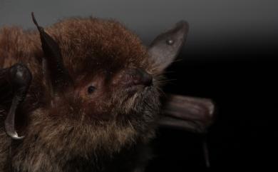 Myotis laniger (Peters, 1870) 華南水鼠耳蝠