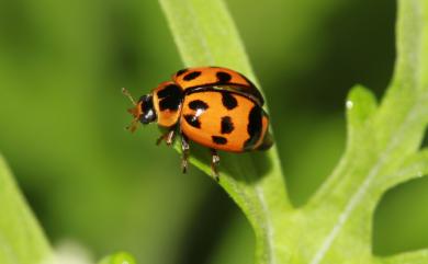 Harmonia octomaculata (Fabricius, 1781) 八條瓢蟲