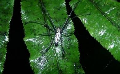 Leucauge tessellata (Thorell, 1887) 方格銀腹蛛