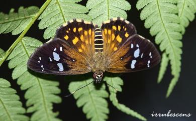 Celaenorrhinus maculosus taiwanus Matsumura, 1919 大流星弄蝶