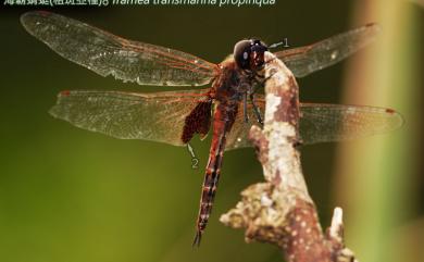 Tramea transmarina propinqua Lieftinck, 1942 海霸蜻蜓粗斑亞種