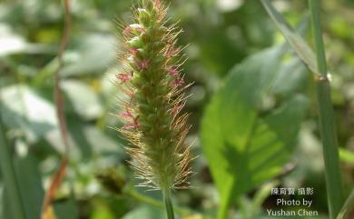 Setaria parviflora (Poir.) Kerguélen, 1993 莠狗尾草