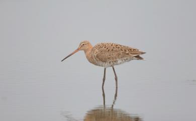 Limosa limosa melanuroides (Gould, 1846) 黑尾鷸