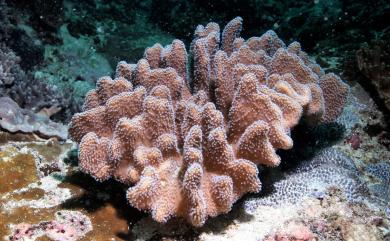 Lobophytum compactum Tixier-Durivault, 1956 緊密葉形軟珊瑚