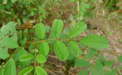 Indigofera hirsuta 毛木藍