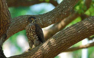 Accipiter trivirgatus formosae Mayr, 1949 鳳頭蒼鷹(台灣特有亞種)