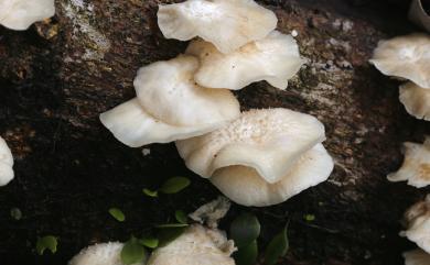 Lentinus squarrosulus