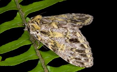 Pseudosomera noctuiformis yunwu Schintlmeister & Fang, 2001 金絲舟蛾