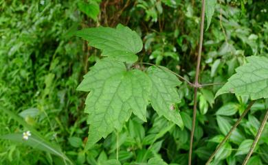 Clematis grata 串鼻龍