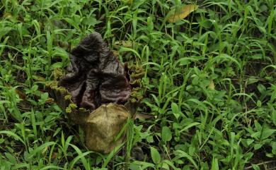 Amorphophallus paeoniifolius 疣柄魔芋