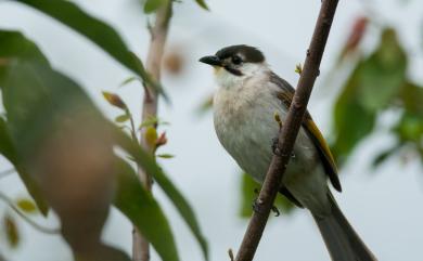 Pycnonotus taivanus Styan, 1893 烏頭翁