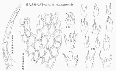 Lepicolea yakushimensis (S.Hatt.) S.Hatt. 屋久島複叉蘚