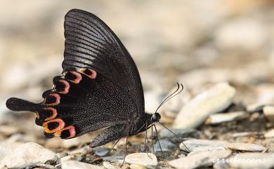 Papilio hermosanus Rebel, 1906 臺灣琉璃翠鳳蝶