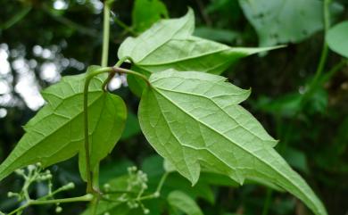 Clematis grata 串鼻龍