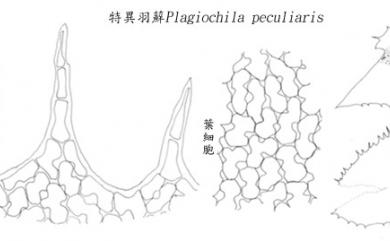Plagiochila peculiaris 特異羽蘚