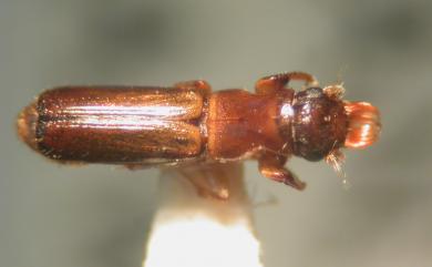 Diapus aculeatus Blandford, 1894 棘刺長小蠹