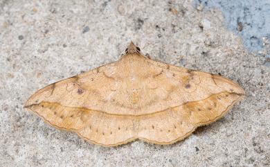 Anticarsia irrorata (Fabricius, 1781)