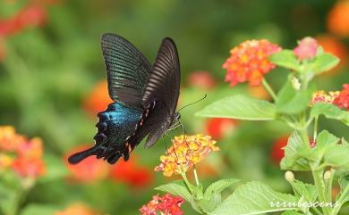 Papilio bianor thrasymedes Fruhstorfer, 1909 翠鳳蝶